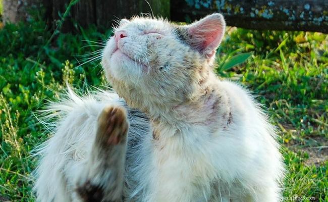 Expert Guide to Cat Skin Problems: Causes, Symptoms, and Solutions