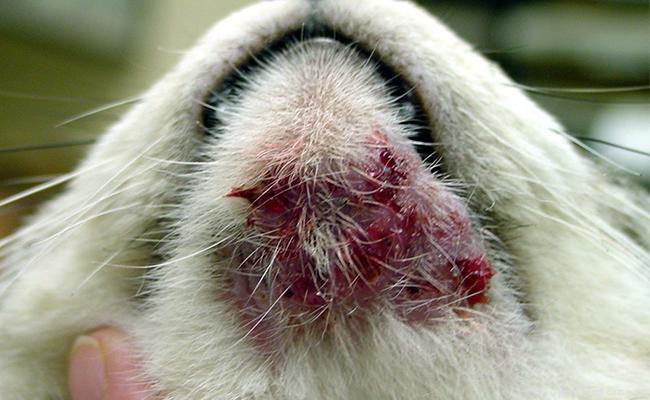 Expert Guide to Cat Skin Problems: Causes, Symptoms, and Solutions