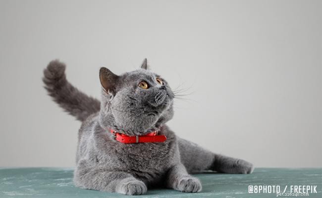 Expert Guide to Cat Skin Problems: Causes, Symptoms, and Solutions