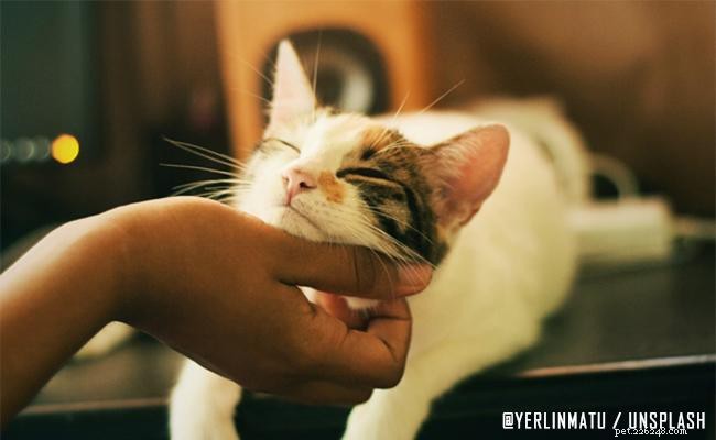 Expert Guide to Cat Skin Problems: Causes, Symptoms, and Solutions