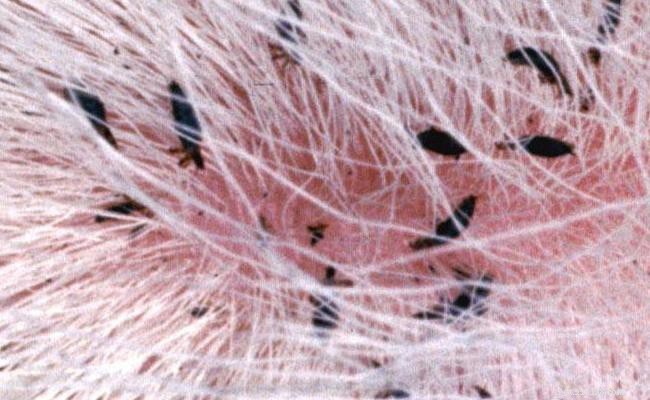 Expert Guide to Cat Skin Problems: Causes, Symptoms, and Solutions
