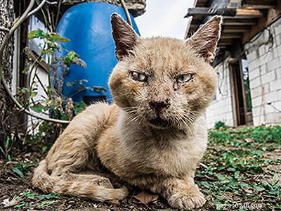 Cat Diseases: Symptoms, Causes & Types – Quick Guide for Owners
