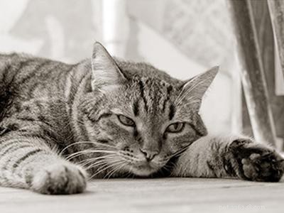 Cat Diseases: Symptoms, Causes & Types – Quick Guide for Owners