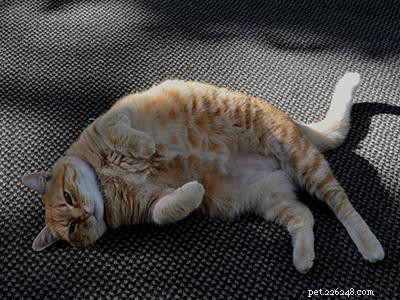Cat Diseases: Symptoms, Causes & Types – Quick Guide for Owners