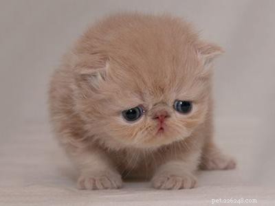 Cat Diseases: Symptoms, Causes & Types – Quick Guide for Owners