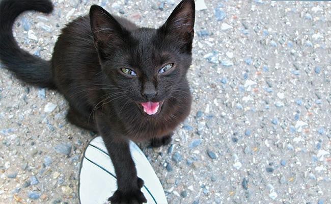 Understanding and Resolving Common Cat Behavior Issues