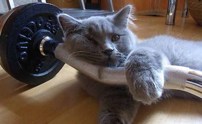 Keep Your Cat Fit & Happy: Proven Training & Exercise Tips