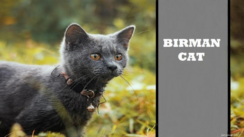 Birman Cat Breed: Traits, Personality, and Care Guide