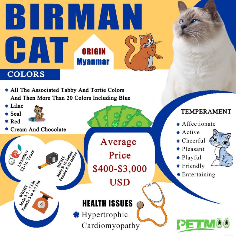 Birman Cat Breed: Traits, Personality, and Care Guide