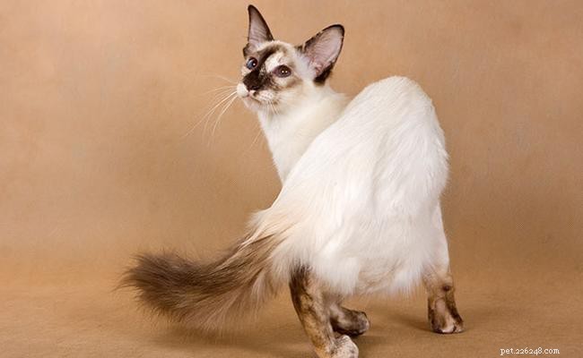 Balinese Cat: Elegant Long-Haired Siamese Breed & Care Guide