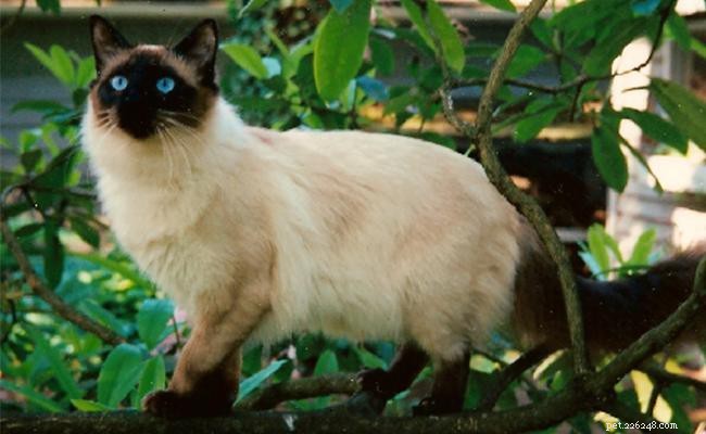 Balinese Cat: Elegant Long-Haired Siamese Breed & Care Guide