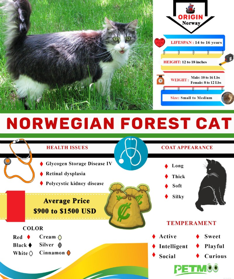 Norwegian Forest Cat: Breed Profile, Care Tips, and Fascinating Facts