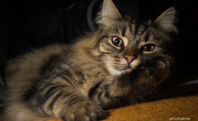 Norwegian Forest Cat: Breed Profile, Care Tips, and Fascinating Facts