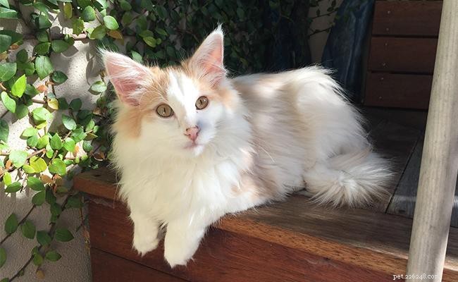 Norwegian Forest Cat: Breed Profile, Care Tips, and Fascinating Facts