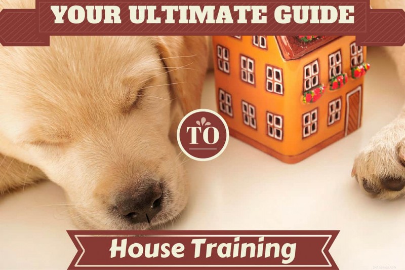 Comprehensive Guide to Dog House Training: Success Tips & Techniques