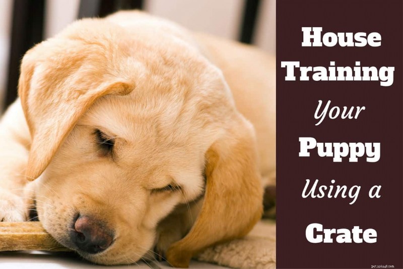Crate Training for Puppies: A Step‑by‑Step Guide to Quick and Clean House‑Training
