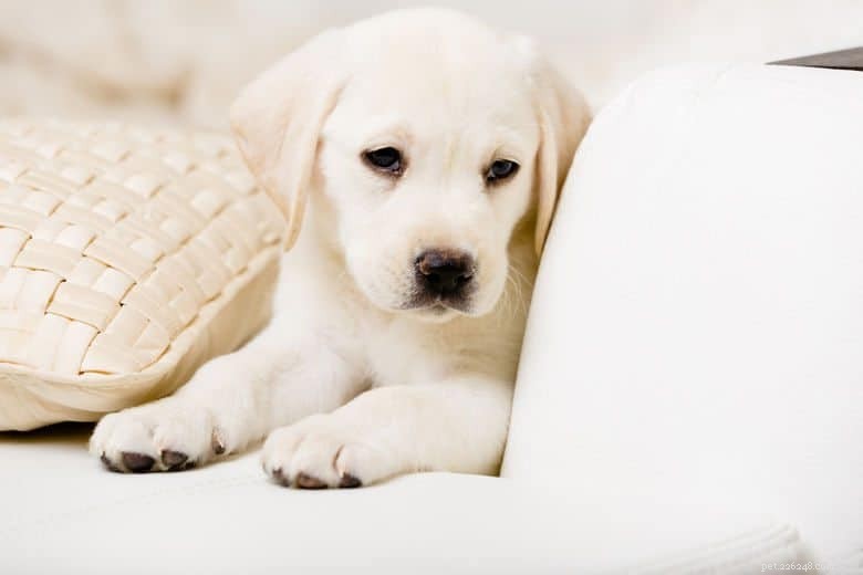 Crate Training for Puppies: A Step‑by‑Step Guide to Quick and Clean House‑Training