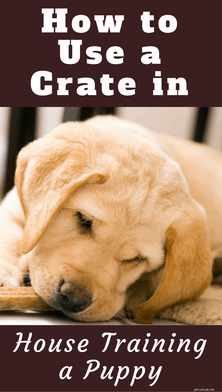 Crate Training for Puppies: A Step‑by‑Step Guide to Quick and Clean House‑Training