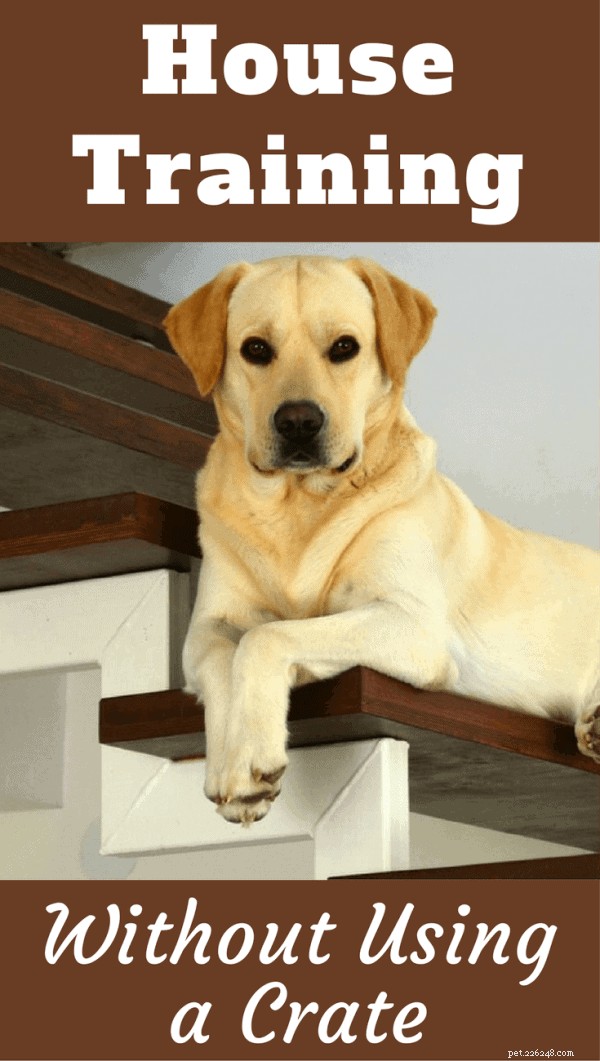 House Training Without a Crate: Expert Tips for Constant Supervision