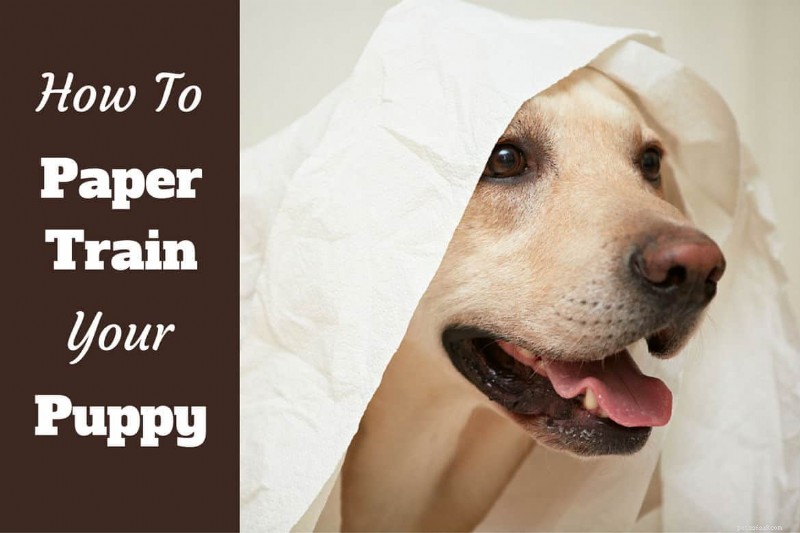 Effortless Paper Training for Puppies & Dogs: A Step-by-Step Guide