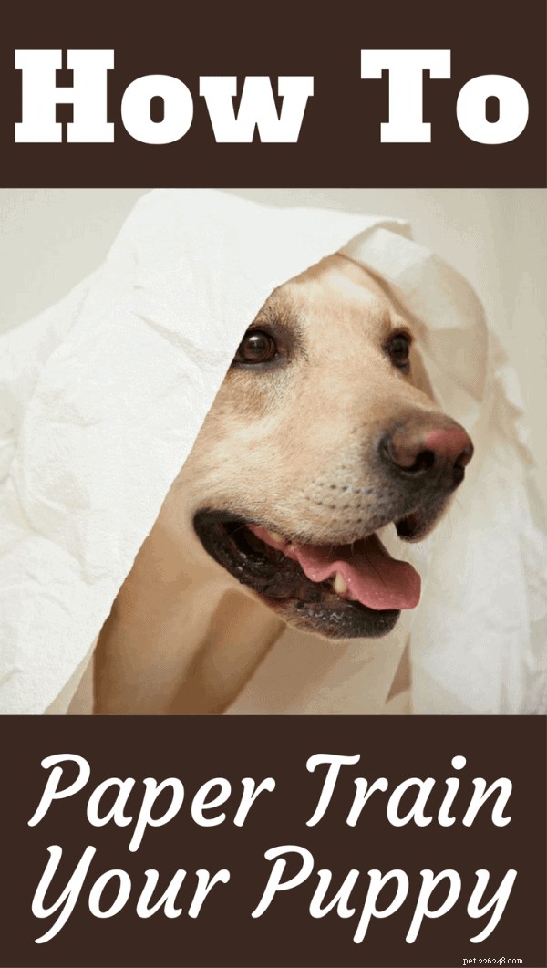 Effortless Paper Training for Puppies & Dogs: A Step-by-Step Guide