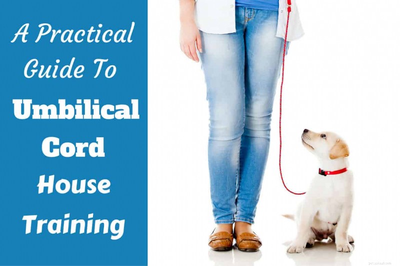 House Training Demystified: What It Is & How It Works