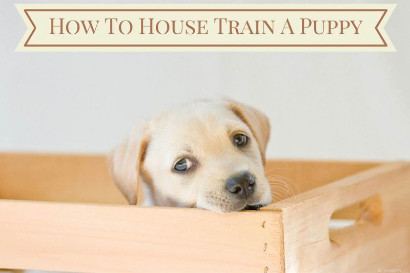 Expert Guide: Fast & Effective Puppy House Training Steps