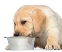 Expert Guide: Fast & Effective Puppy House Training Steps