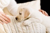 Expert Guide: Fast & Effective Puppy House Training Steps