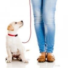 Expert Guide: Fast & Effective Puppy House Training Steps