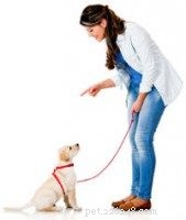 Expert Guide: Fast & Effective Puppy House Training Steps