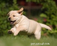 Expert Guide: Fast & Effective Puppy House Training Steps
