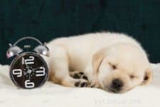 Expert Guide: Fast & Effective Puppy House Training Steps