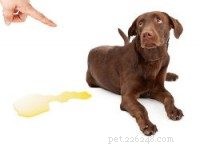 Expert Guide: Fast & Effective Puppy House Training Steps