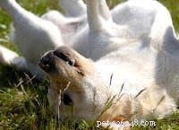 Expert Guide: Fast & Effective Puppy House Training Steps
