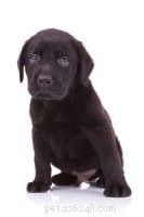 Expert Guide: Fast & Effective Puppy House Training Steps