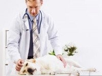 Expert Guide: Fast & Effective Puppy House Training Steps
