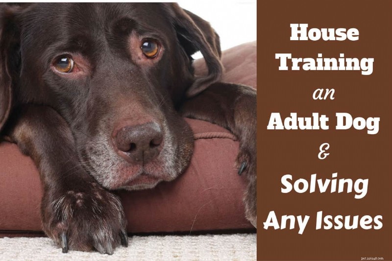 Effective House‑Training for Adult Dogs: Identify and Fix Common Potty Problems