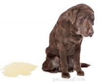 Effective House‑Training for Adult Dogs: Identify and Fix Common Potty Problems