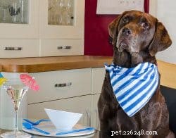 Effective House‑Training for Adult Dogs: Identify and Fix Common Potty Problems