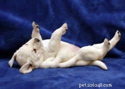 Effective House‑Training for Adult Dogs: Identify and Fix Common Potty Problems