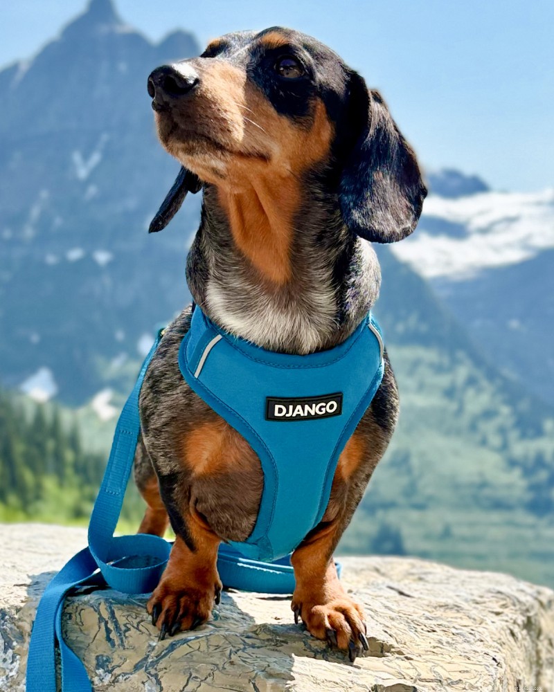 Hiking with Dachshunds: Expert Tips on Enrichment & IVDD from You Did What With Your Wiener