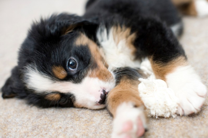 Complete Guide to Potty Training Your New Puppy: Step-by-Step for First-Time Dog Owners