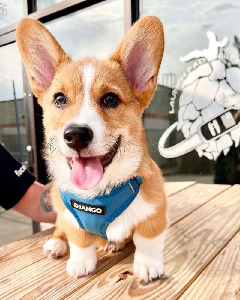 Complete Guide to Potty Training Your New Puppy: Step-by-Step for First-Time Dog Owners