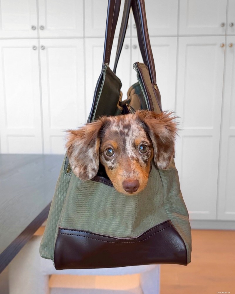 Complete Guide to Potty Training Your New Puppy: Step-by-Step for First-Time Dog Owners