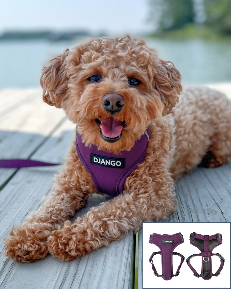 Complete Guide to Potty Training Your New Puppy: Step-by-Step for First-Time Dog Owners