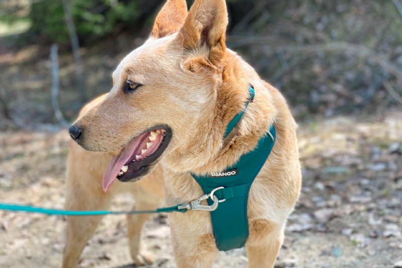 Top No-Pull Dog Harnesses 2026: Comfort, Fit, and Control That Work