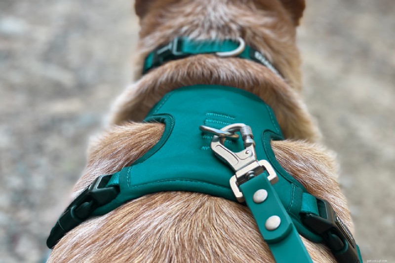 Top No-Pull Dog Harnesses 2026: Comfort, Fit, and Control That Work