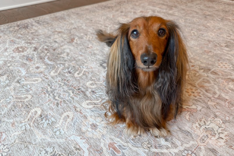 Tumble Rugs 2026 Review: Pros, Cons & Family Experience with Kids & Dogs