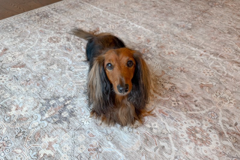 Tumble Rugs 2026 Review: Pros, Cons & Family Experience with Kids & Dogs